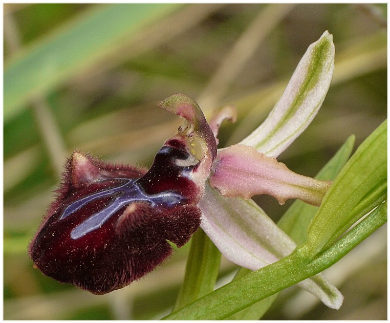 Ibrido Ophrys bertoloniiformis x O. incubacea